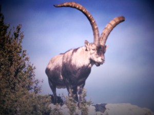 capra pyrenaica