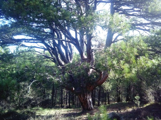 IMG_20150403_102653-ConvertImage